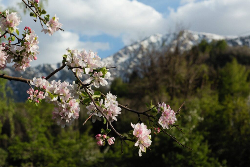 Châtel vacances été randonnée